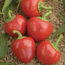 Big Bomb Pepper Seeds - Treated - The Pepper Pantry (Formerly Marie Sharp's)